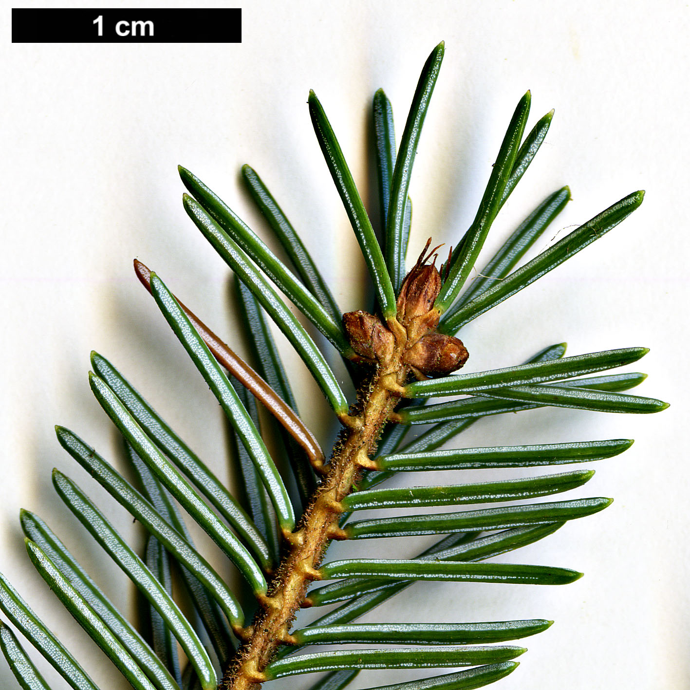 High resolution image: Family: Pinaceae - Genus: Picea - Taxon: ×mariorika (P.mariana × P.omorika)